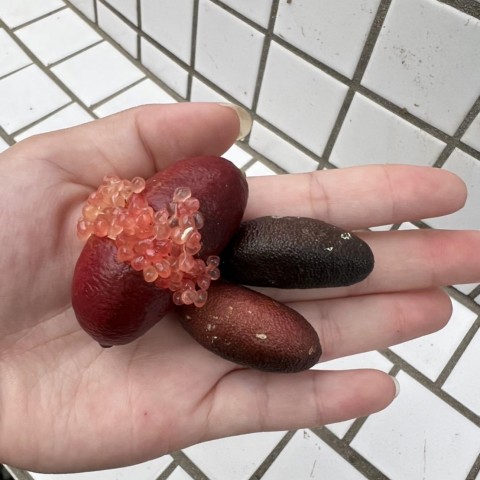 粉紅寶石手指檸檬