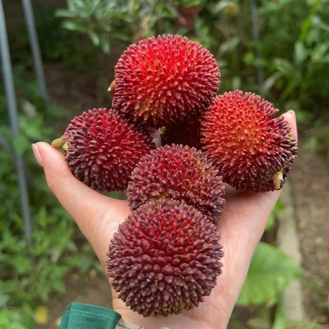 葡萄桑