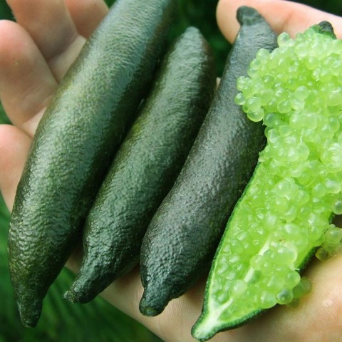 綠寶石手指檸檬