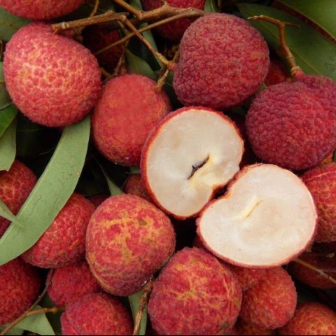 蜜香無籽荔枝