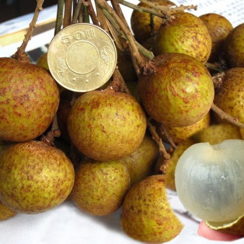 大潤帝龍眼