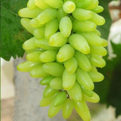 金手指葡萄