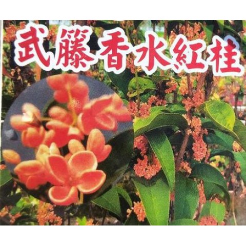 桂花-香水紅桂