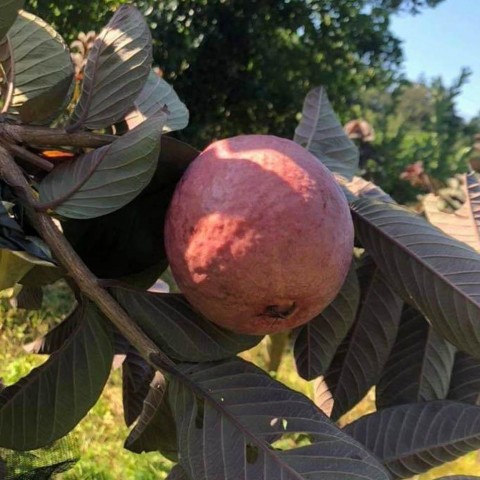 紅拔