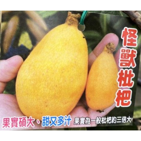 怪獸枇杷