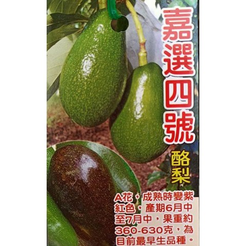 嘉選4號酪梨-早生A花