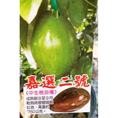 嘉選2號酪梨-中生B花