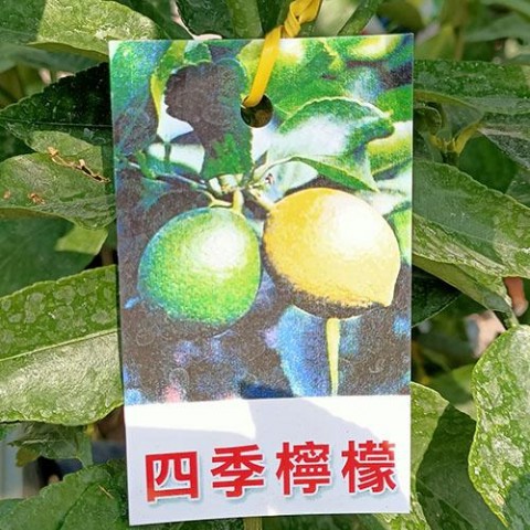 四季檸檬
