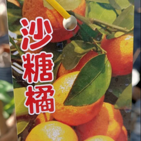 砂糖橘
