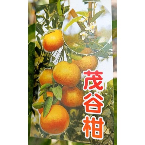 茂谷柑