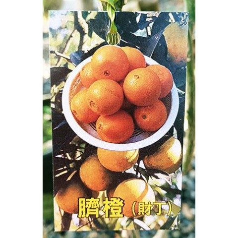 臍橙(財丁)