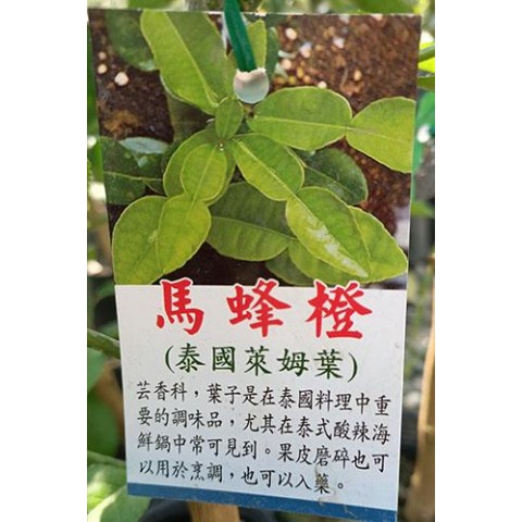 馬蜂橙