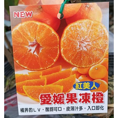 愛媛果凍橙-新款