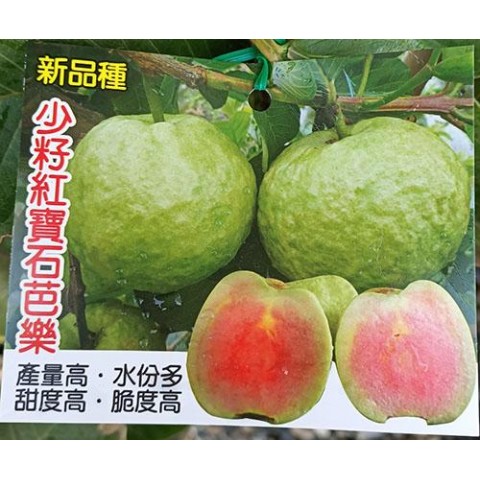 少籽紅寶石芭樂