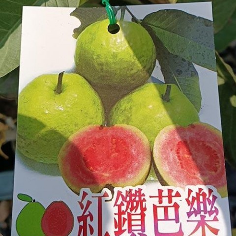 紅鑽芭樂