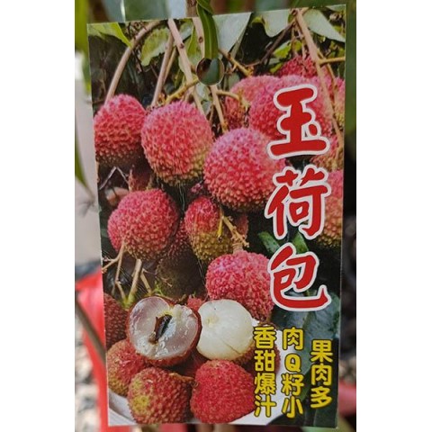 玉荷苞荔枝