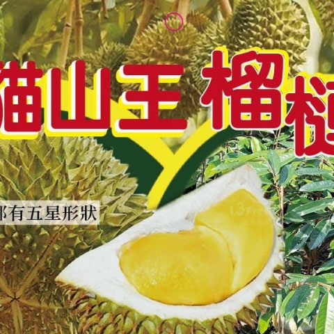 貓山王(嫁接苗)