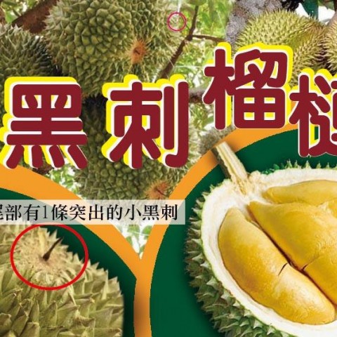 黑刺榴槤