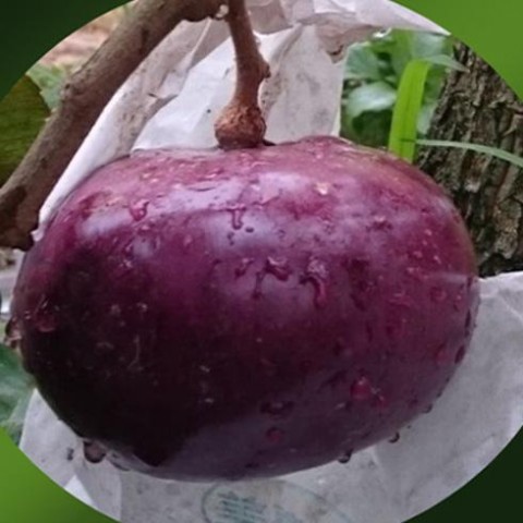 扁16牛奶果(嫁接苗)