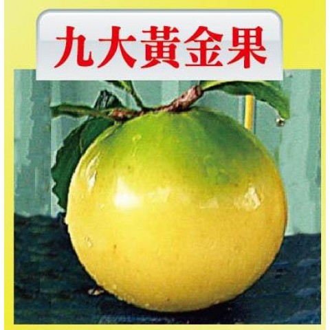 九大黃金果