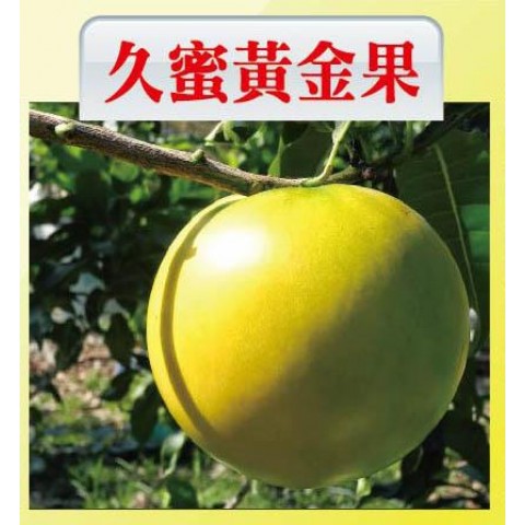 久蜜黃金果