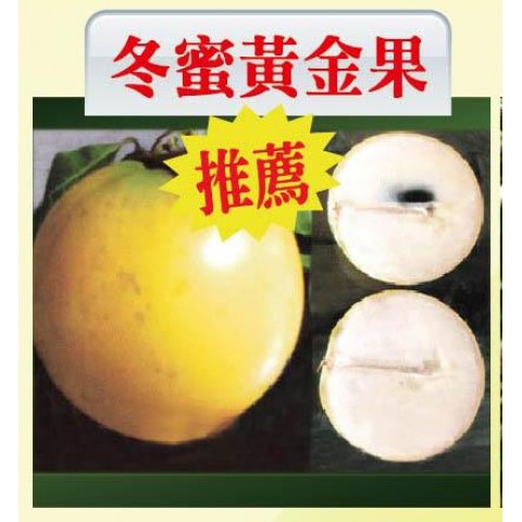 冬蜜黃金果