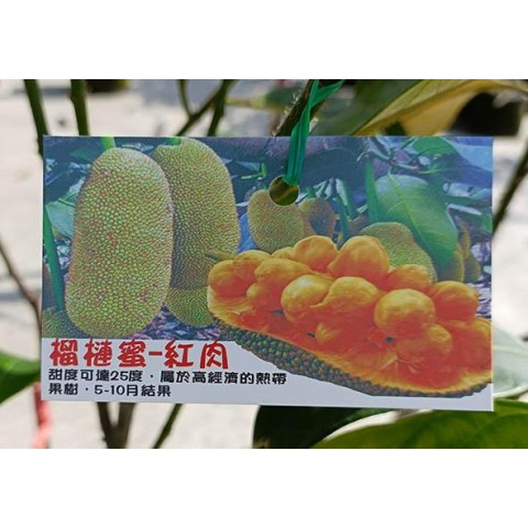 紅肉榴槤蜜