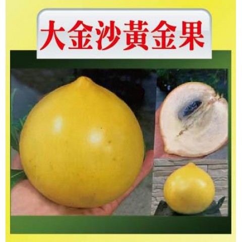 大金沙黃金果