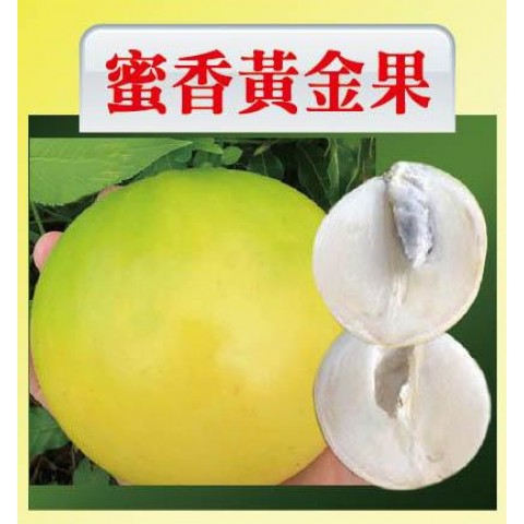 蜜香黃金果