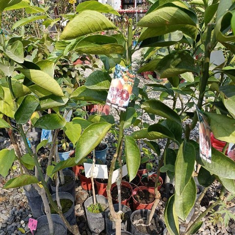 血橙