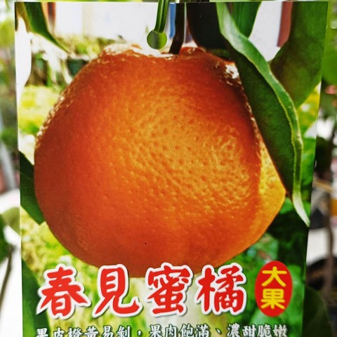 春見蜜橘-大果