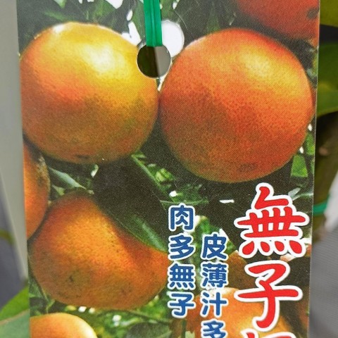 無籽桶柑
