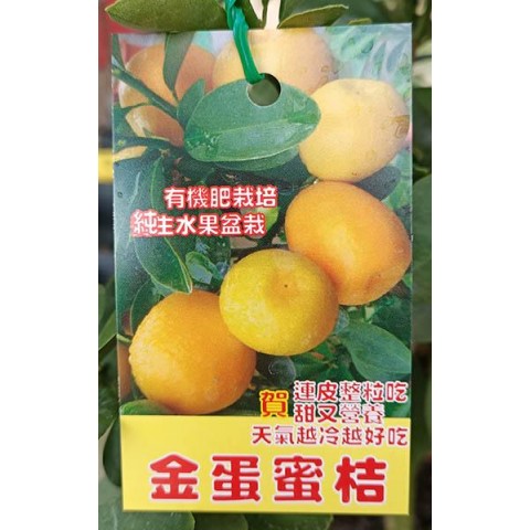 金蛋蜜桔