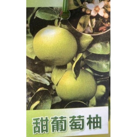甜葡萄柚