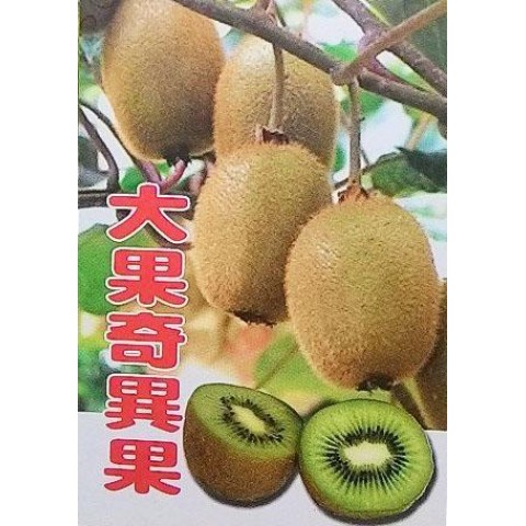 大果奇異果