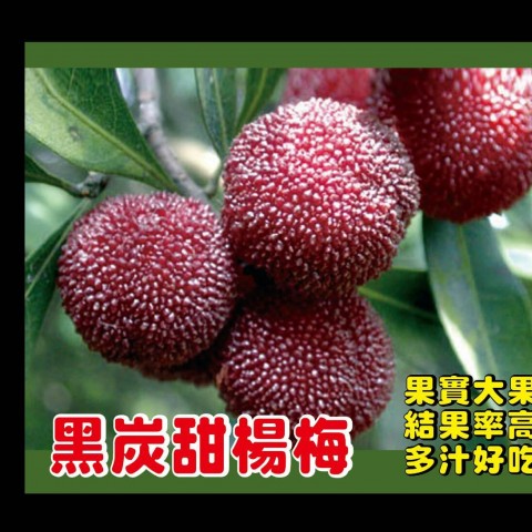 黑碳楊梅