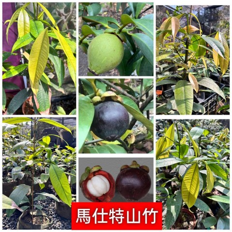 馬仕特山竹