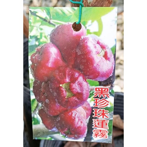 黑珍珠蓮霧