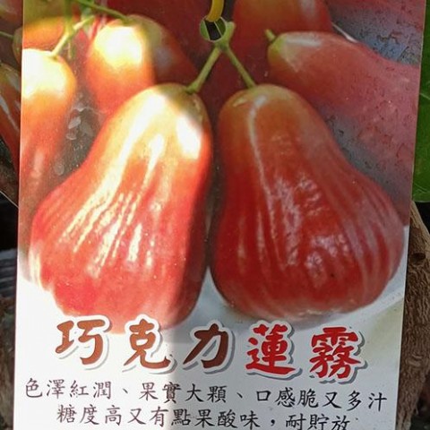 巧克力蓮霧