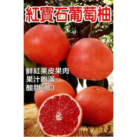 紅寶石葡萄柚