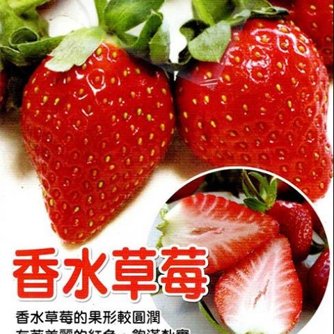 香水草莓