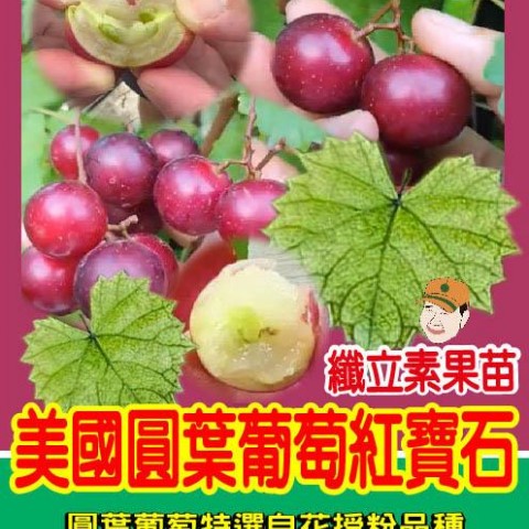 美國圓葉葡萄