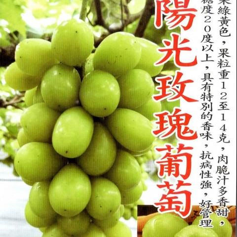 陽光葡萄