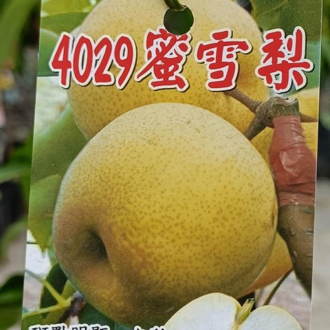 蜜雪梨4029