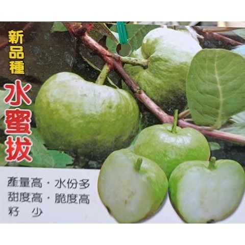 少籽水蜜芭樂
