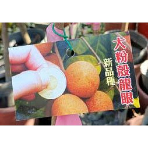 大粉殼龍眼