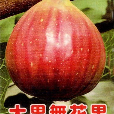 大果無花果