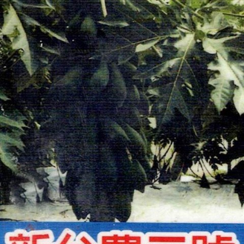 台農木瓜