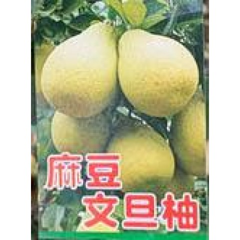 麻豆文旦
