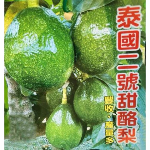 泰國甜酪梨